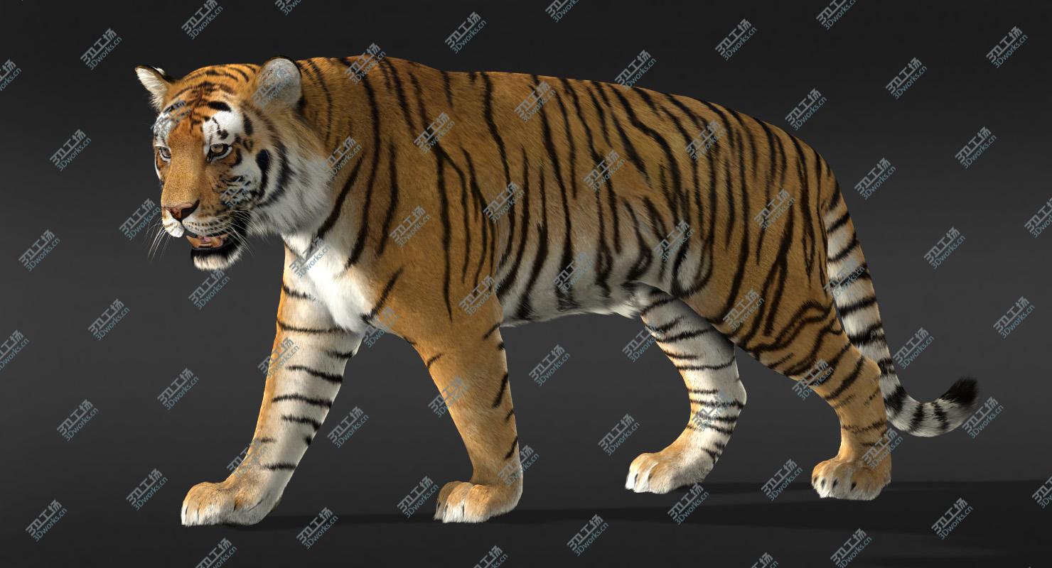 images/goods_img/2021040231/Tiger (3) (Fur)/1.jpg